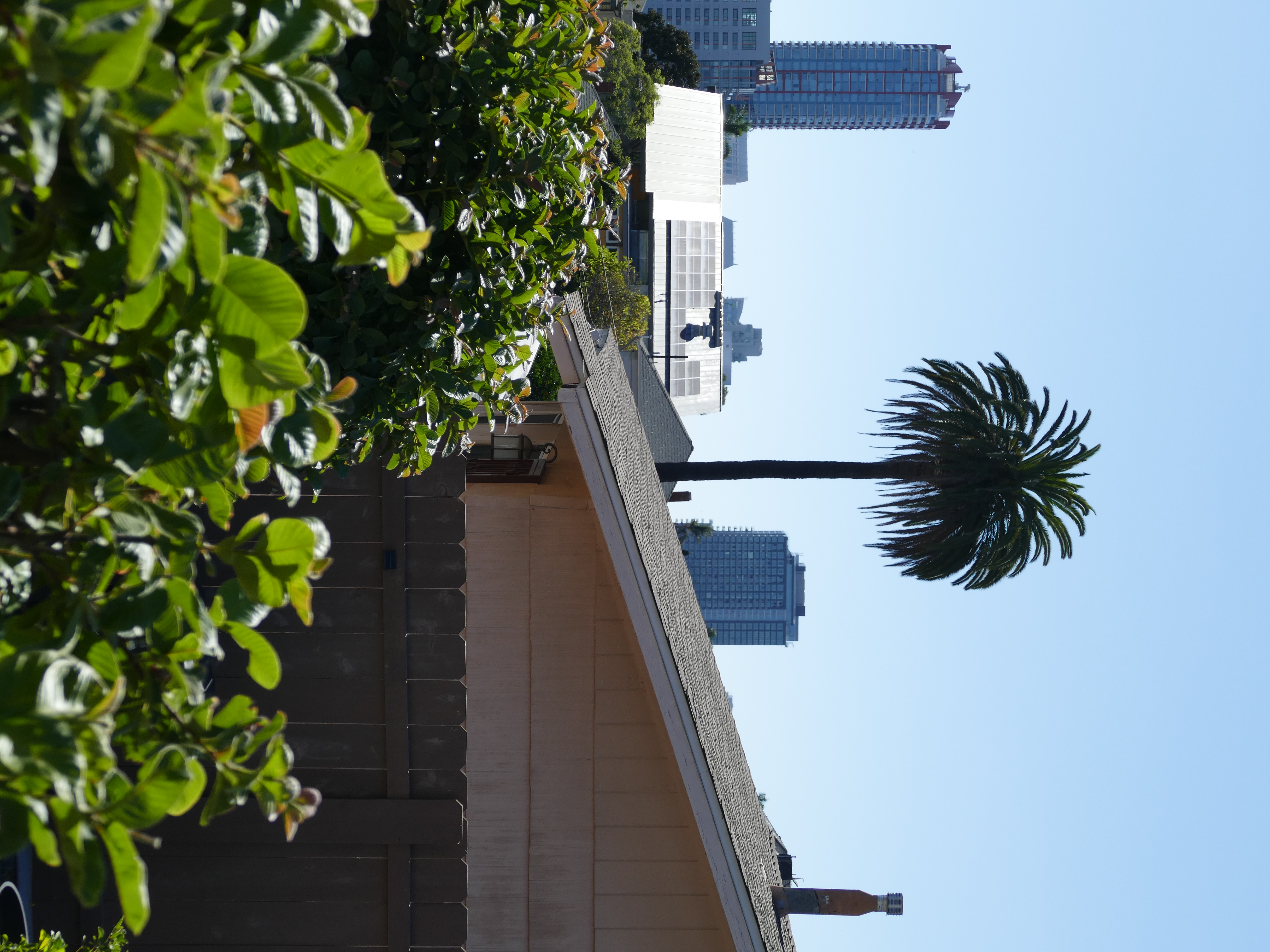 Urban Palm Tree and Rooftops