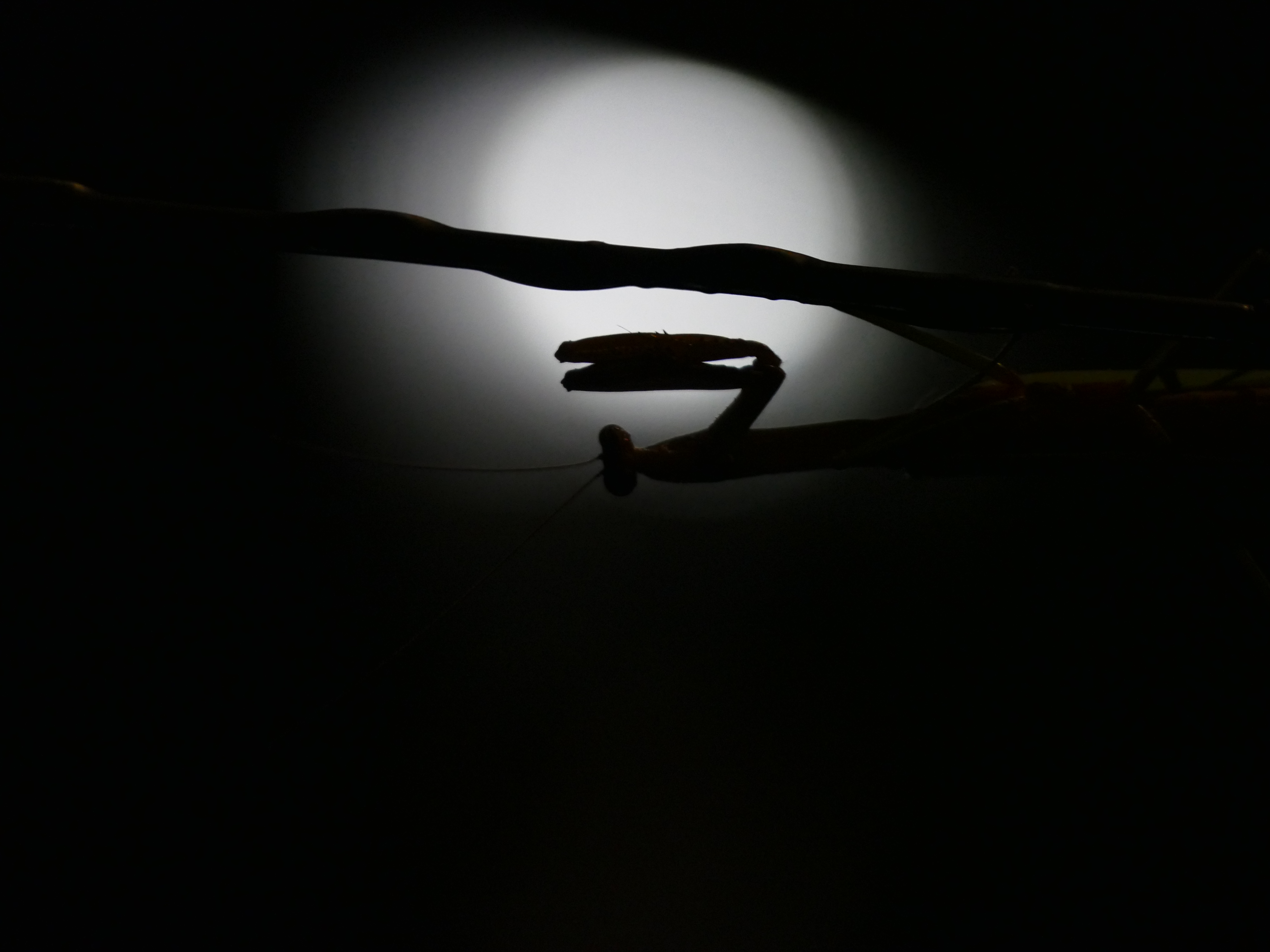 Praying Mantis Silhouette